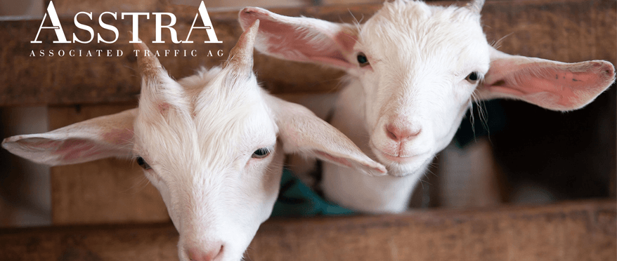 Transportation of goats from Spain to Russia